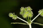 Largefruit blacksnakeroot